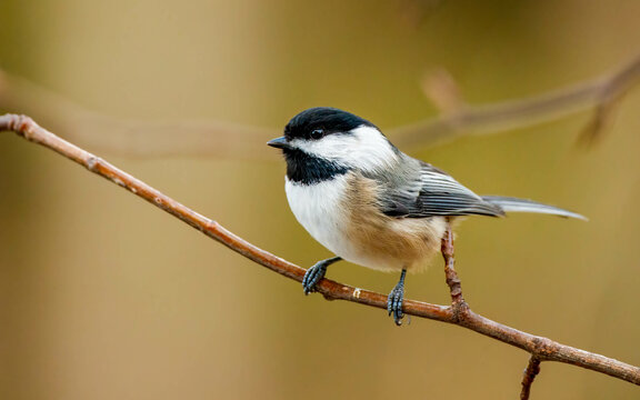 black capped chickadee on branch