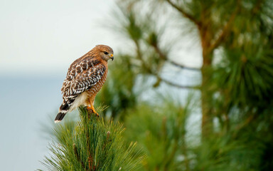 red shoulders hawk hunting insects 