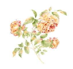 Fototapeta na wymiar Delicate bouquet of peach and pink summer roses. Watercolor vintage illustration