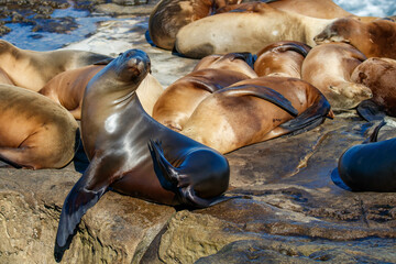 Harbor seal sea lions on beach 