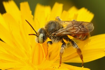 Closeup on a European blue-eyed cleptoparasite solitary bee, Epeoloides coecutiens on a yellow flower