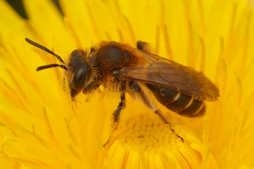 Closeup macro of female short-fringed mining bee , Andrena dorsata, collecting pollen from a yellow dandelion flower