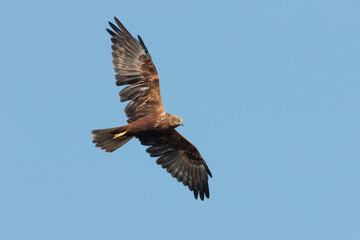 Obraz premium ARPELLA CIRCUS AERUGINOSUS