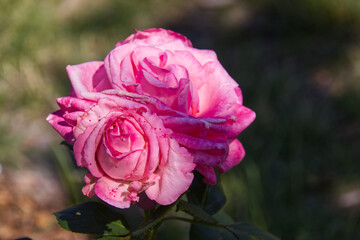 Pink Roses blooming in the Summer Sun