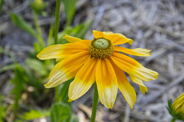 Black-eyed Susans in the Summer