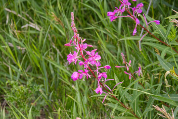 Fototapeta premium Fireweed flowering in the Summer