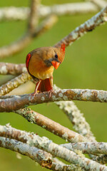 Red-crested cardinal perched in Hawaii