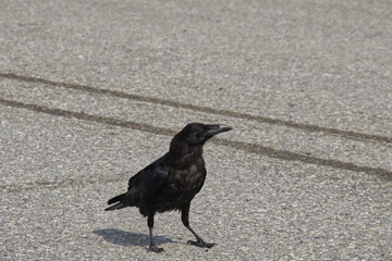 A Raven walking around on the Pavement