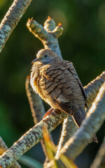 zebra dove perched on branch