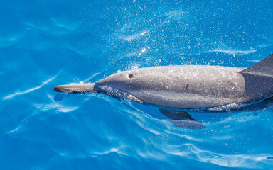 common dolphin in blue ocean