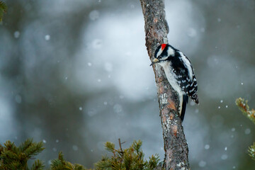 Downy woodpecker on tree in snow storm