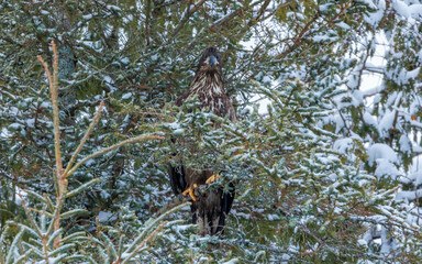 Juvenile bald eagle perched in evergreen tree