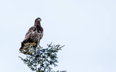 Juvenile bald eagle perched in evergreen tree