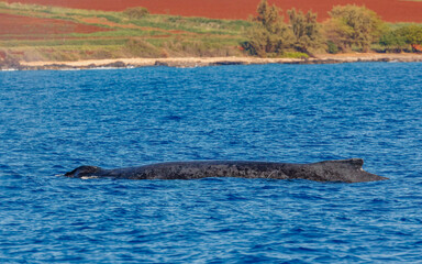 Obraz premium Humpback whale in ocean in Hawaii 