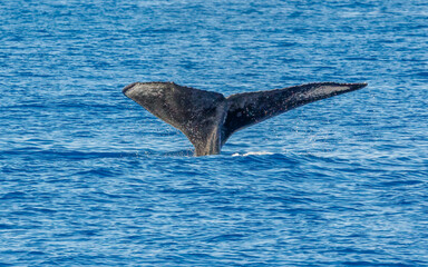Humpback whale in ocean in Hawaii 