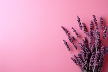 Lavender blossom on pink background - captivating and high-quality visual for inspiration