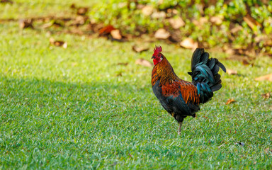 wild feral colorful rooster in grass