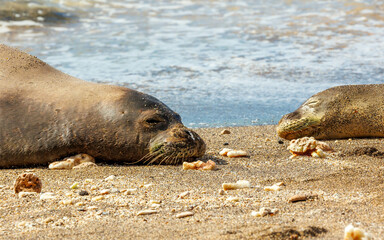 Naklejka premium Endangered monk seal resting on beach