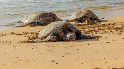 green sea turtles resting on beach