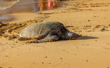 green sea turtles resting on beach
