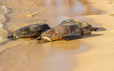 green sea turtles resting on beach