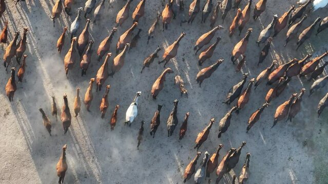 Wild Yılki Horses in a Cloud of Dust
Drone Video, Hürmetçi Village Hacılar, Kayseri Turkey (Turkey)
