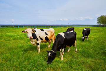 A large group of cows peacefully grazing in a verdant grassy meadow