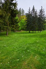 Backyard lawn landscaping. Greenery mowed lawn, shrub, colorful bush and trees.