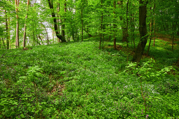 Path through field of wild garlic Allium ursinum