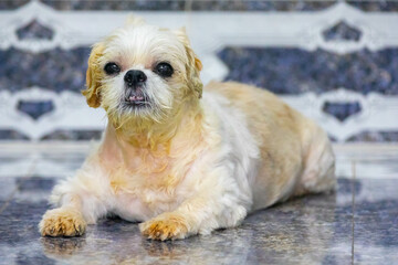 shi tzu, happiness, lifestyle, cachorro, tongue, beautiful, dog, animal, cute, shitzu, pet, puppy, portrait, brown, pets, domestic, canine, white, hair, fur, small, pedigree, mammal, happy, humor, ado