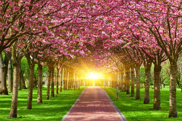 spring landscape with blooming sakura trees in the park - Powered by Adobe