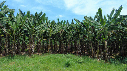 Fototapeta na wymiar Plantain farming, agricultural lands in Thiruvananthapuram, Kerala 