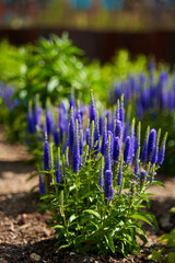 Stems with beautiful purple flowers grow in a flower bed in the park.