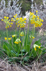 Obraz premium In spring, primrose (Primula veris) blooms in nature