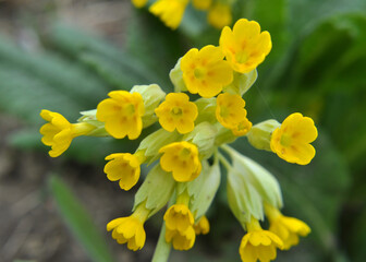 In spring, primrose (Primula veris) blooms in nature