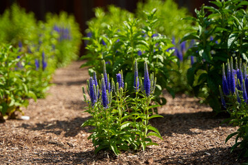 Stems with beautiful purple flowers grow in a flower bed in the park.