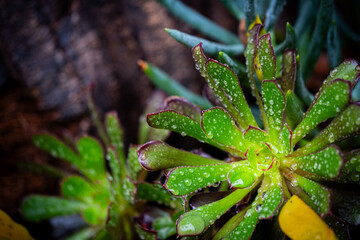 Naklejka na ściany i meble close up of a succulent plant covered with raindrops