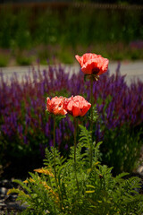A flowerbed with beautiful pale red poppies in bloom against the background of purple flowers in a meadow.