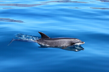 Delfín mular nadando en la superficie