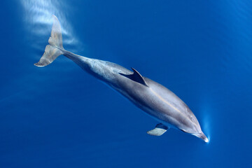 Delfín mular nadando bajo la superficie