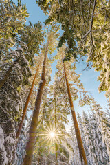Fototapeta premium beautiful snowy winter landscape panorama with forest and sun. winter sunset in forest panoramic view. sun shines through snow covered trees