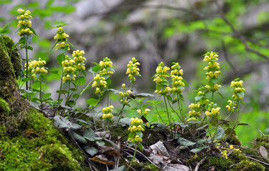 In spring, yellow deaf nettle (Lamium galeobdolon) blooms in the forest