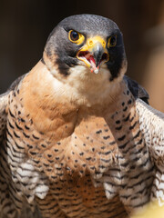 HALCON PEREGRINO FALCO PEREGRINUS