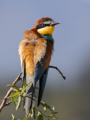 ABEJARUCO MEROPS APIASTER