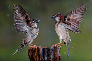GORRION COMUN PASSER DOMESTICUS