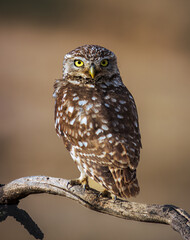 MOCHUELO EUROPEO ATHENE NOCTUA