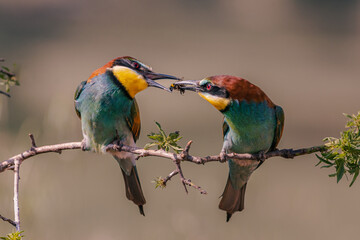 ABEJARUCO MEROPS APIASTER