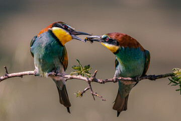 ABEJARUCO MEROPS APIASTER