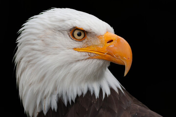 AGUILA CALVA HALIAEETUS LEUCOCEPHALUS