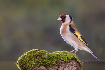 JILGUERO CARDUELIS CARDUELIS